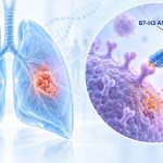 Illustration of lungs with a tumor and a magnified antibody-drug conjugate labeled B7-H3 ADC binding to a cancer cell.